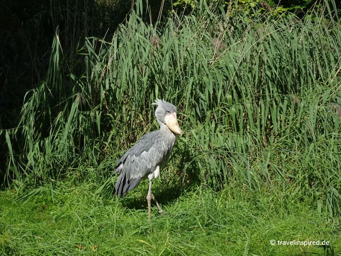 Schuhschnabel im Weltvogelpark Walsrode, Ausflugsziel Niedersachsen für Tierfreunde