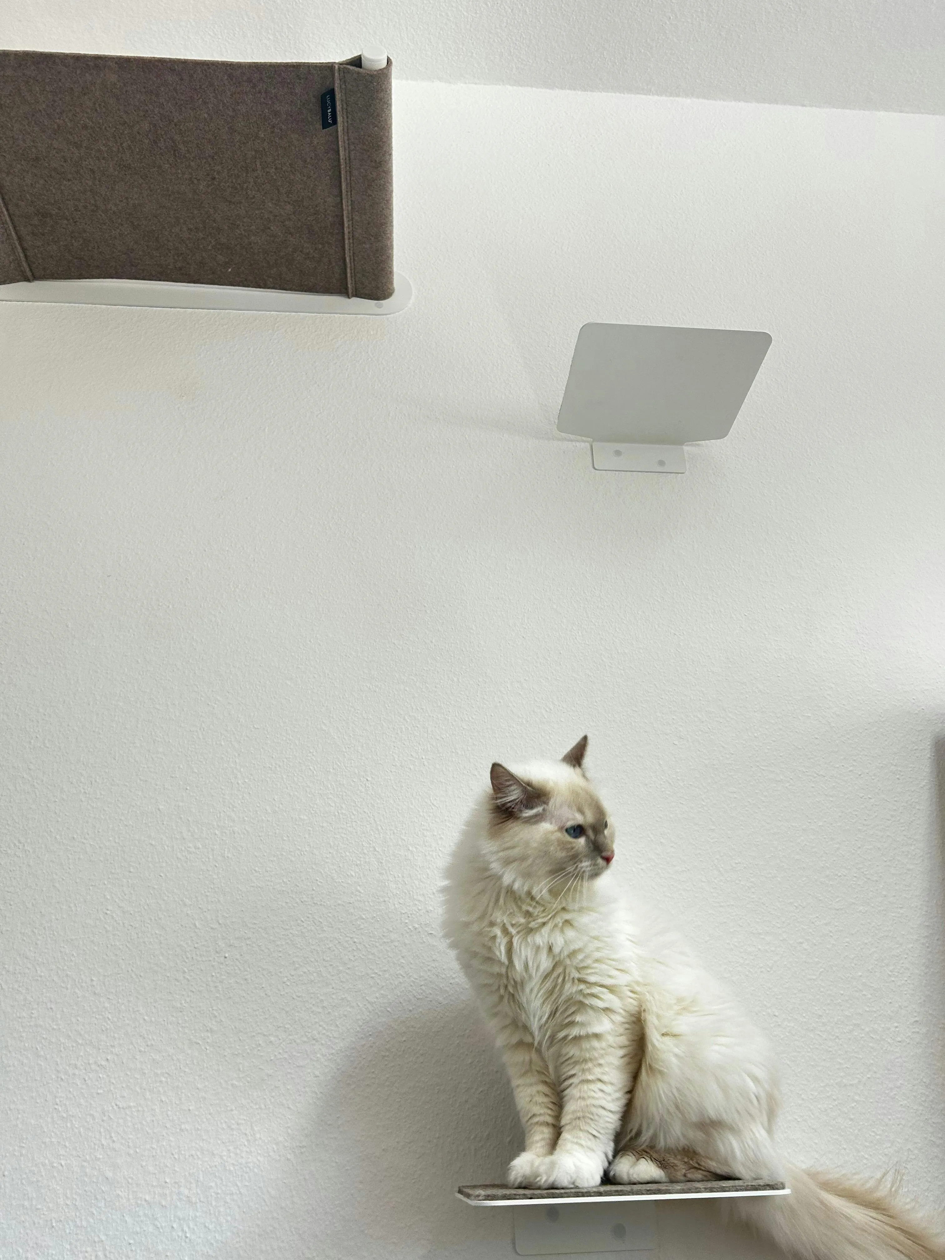 Schwarzer Kater nutzt eine helle LucyBalu Katzentreppe mit Filzauflage, um auf eine höhere Ebene zu gelangen