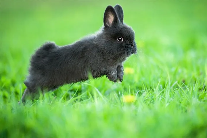 Schwarzes Kaninchen mit braunen Augen in einer natürlichen Umgebung