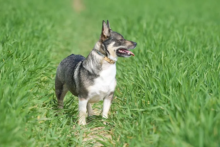 Schwedischer Vallhund steht auf einem grasbewachsenen Feld.