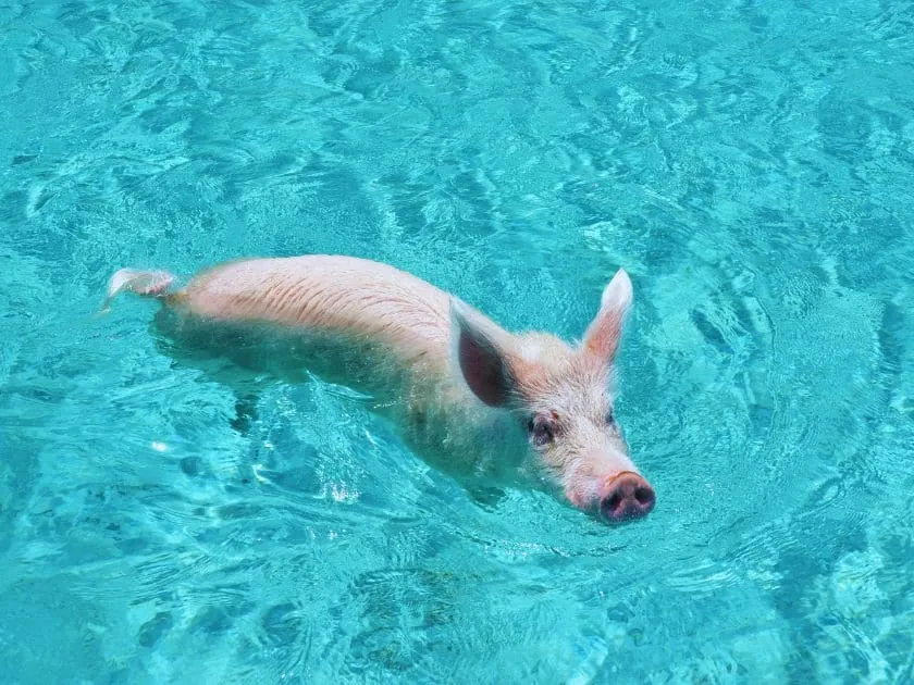Schwimmende Schweine im türkisblauen Meer bei den Exuma Cays, Bahamas