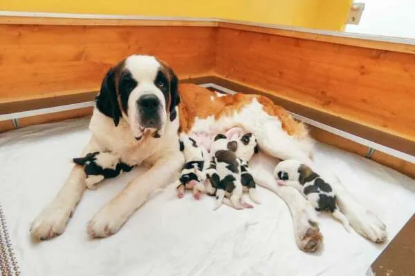 Sechs Bernhardiner Welpen liegen und sitzen in einem Körbchen