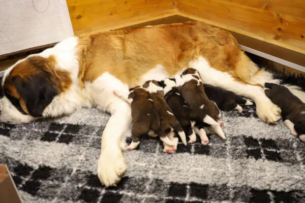 Sechs Bernhardiner Welpen schlafen zusammen in einem runden Korb