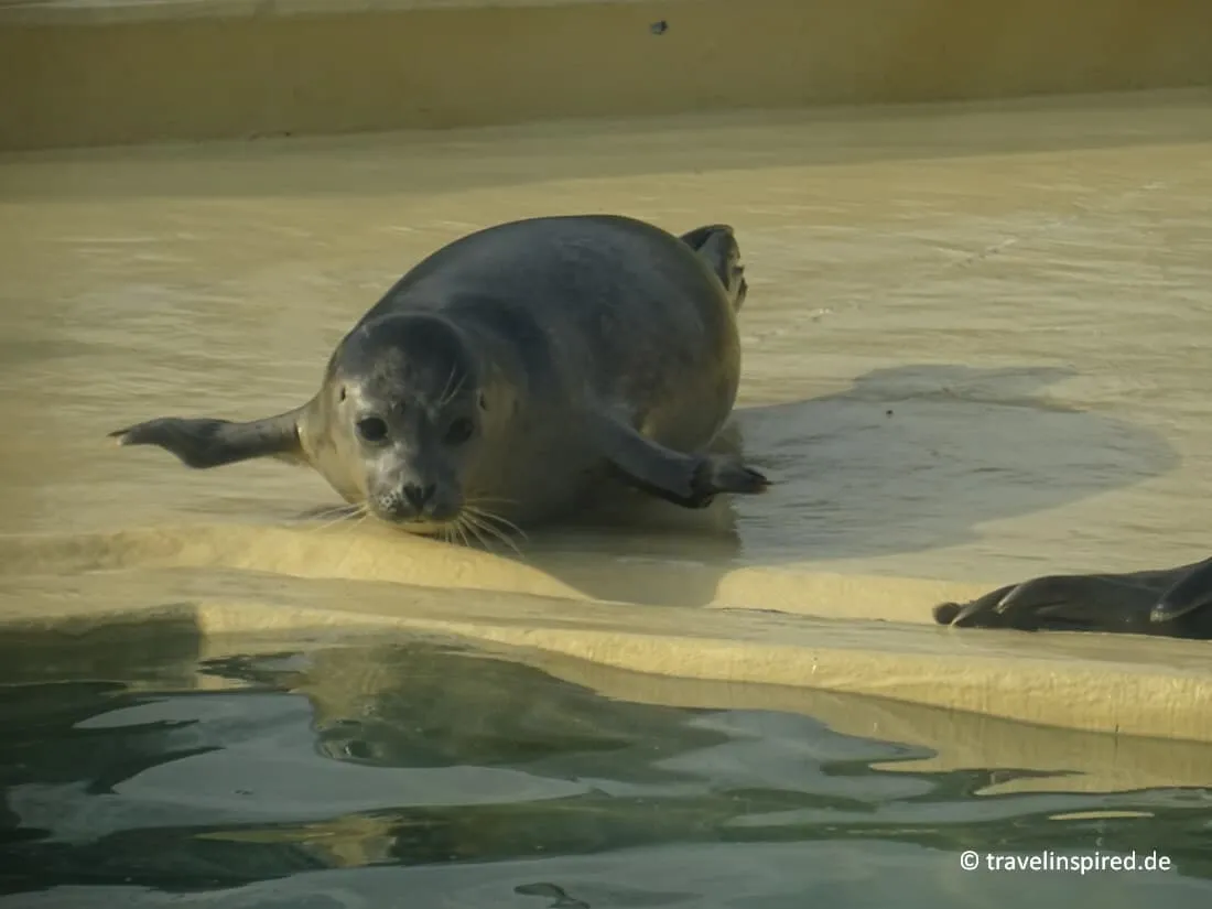 Seehundstation Norddeich, Ausflugsziele Niedersachsen