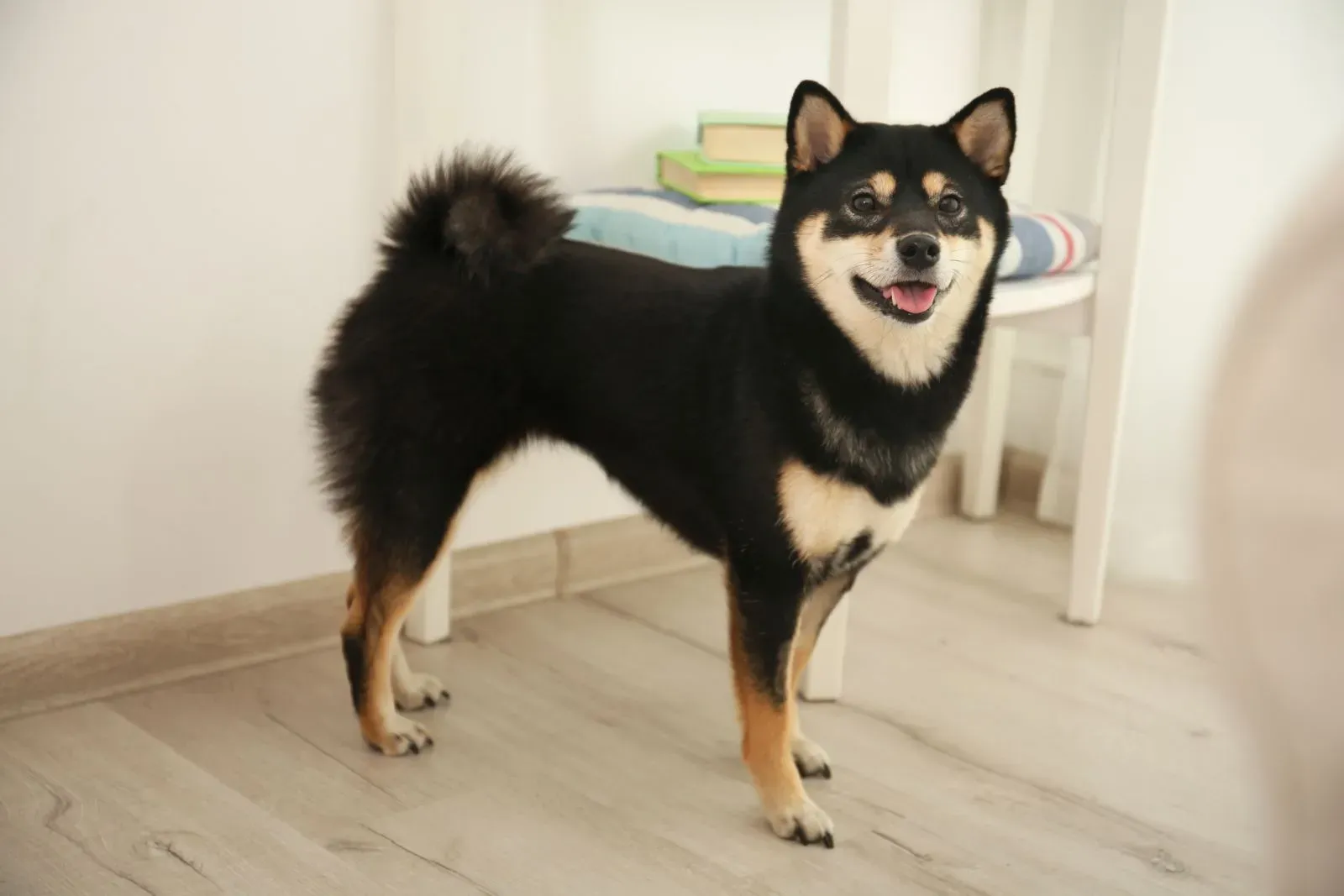 Shiba Inu schwarz