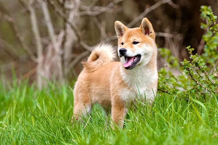 Shiba Inu Welpe steht im Freien.