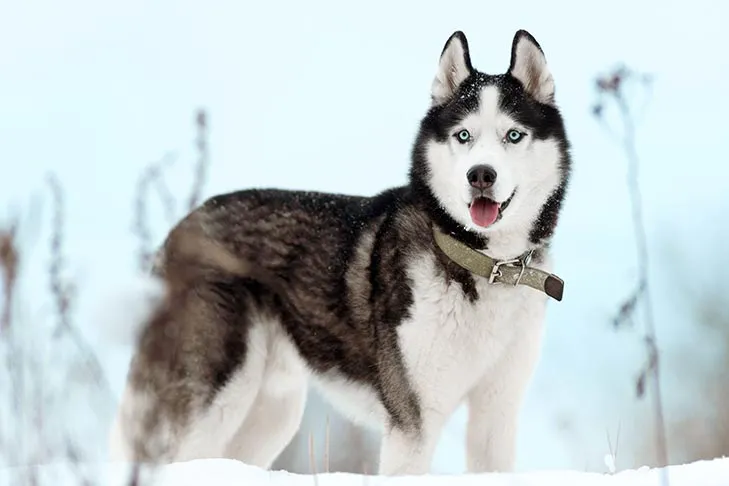 Siberian Husky steht im Winter im Freien.