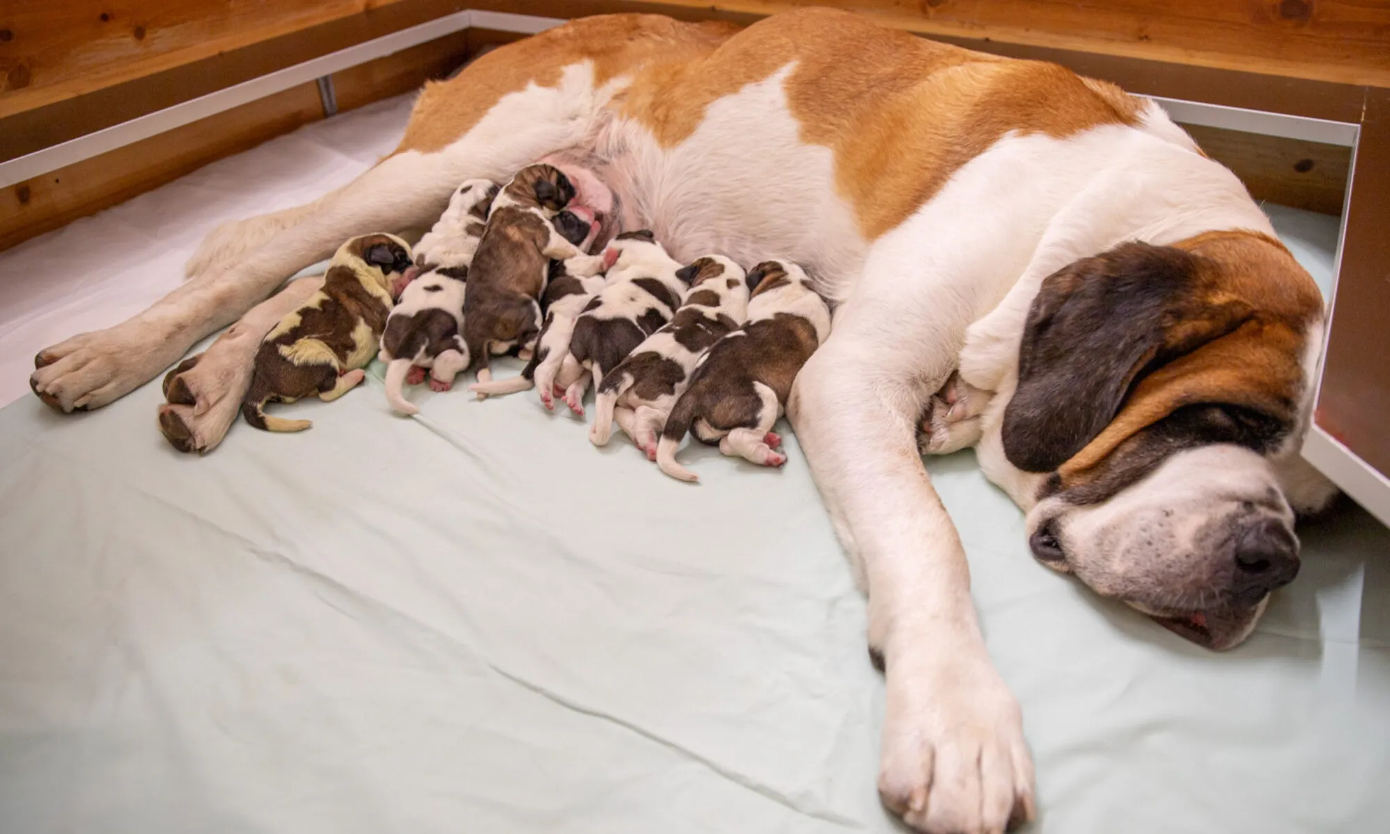 Sieben Bernhardiner Welpen, einige liegen und andere stehen in einer Gruppe