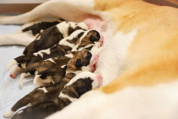 Sieben Bernhardiner Welpen liegen eng beieinander auf einer Decke