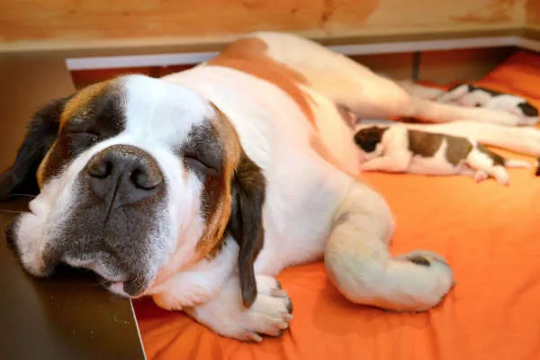 Sieben Bernhardiner Welpen schlafen friedlich in einem Kreis