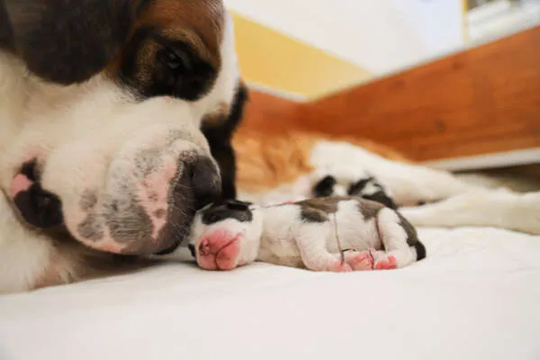 Sieben neugeborene Bernhardiner Welpen schlafen eng beieinander