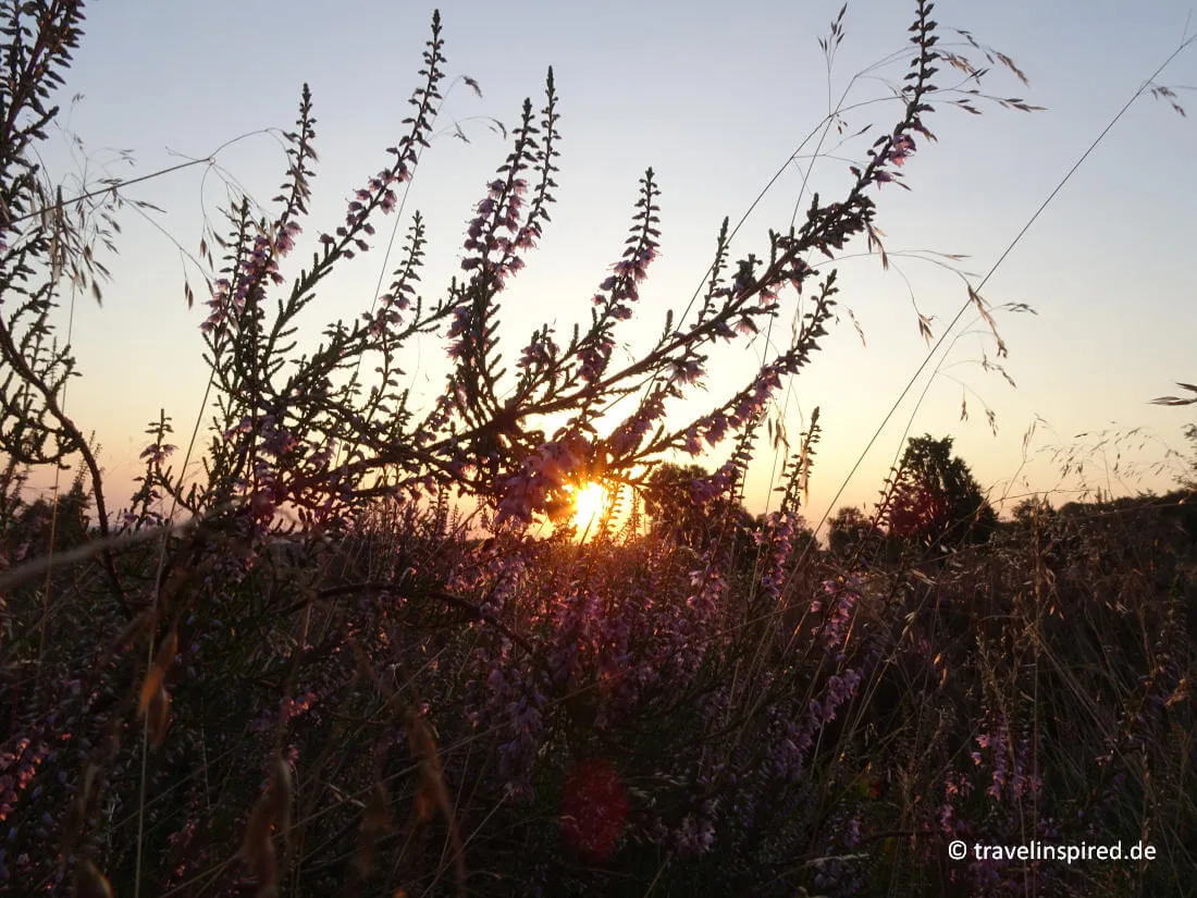 Sonnenaufgang in der Lüneburger Heide, Niedersachsen Ausflugstipps