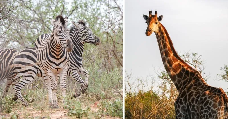Sonnenuntergang über der Savanne in Südafrika