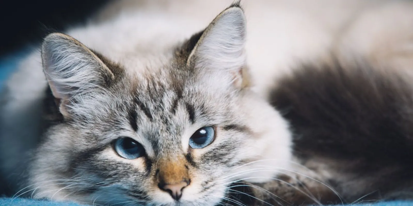 Stock.Adobe.com/antgor