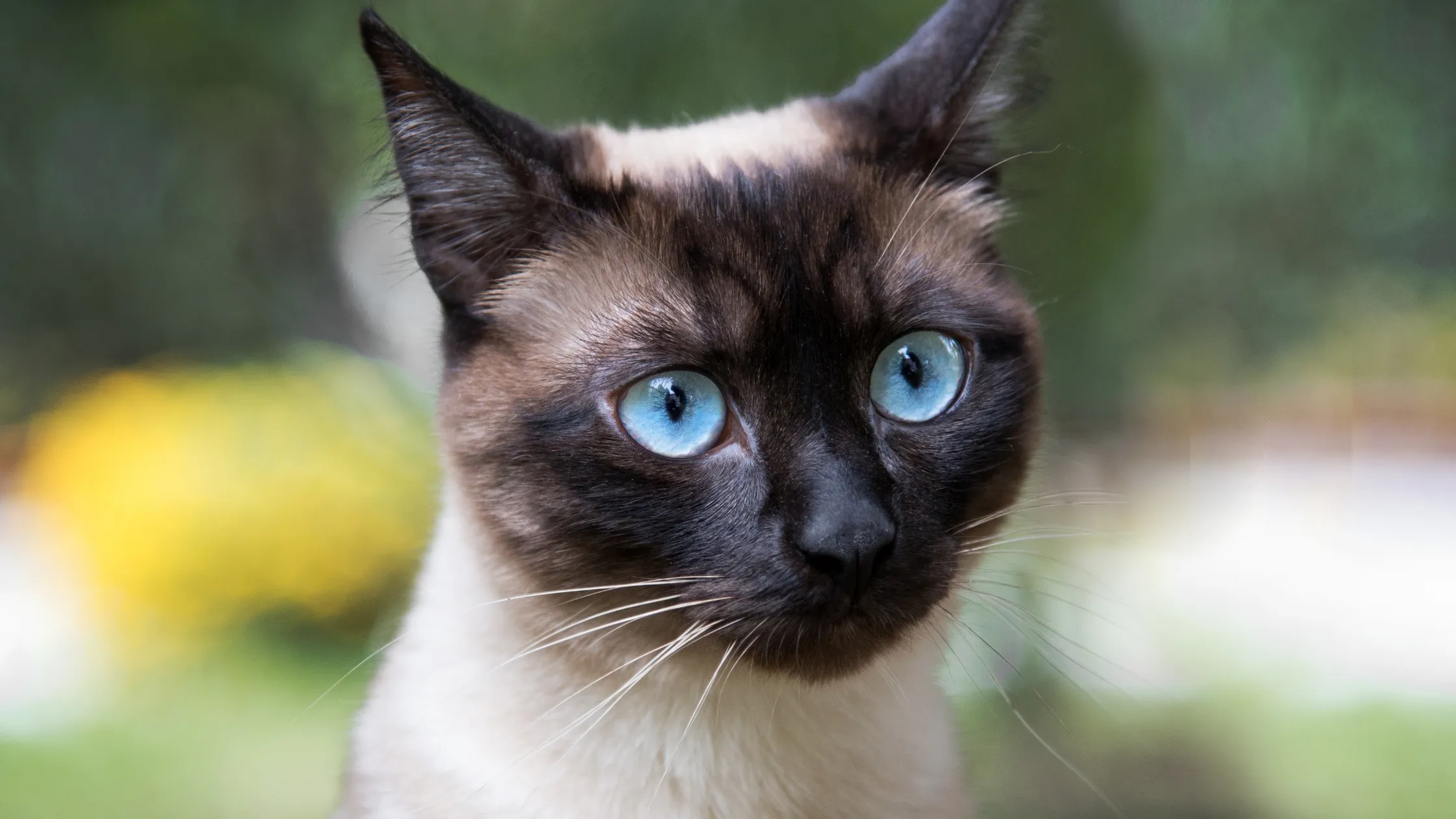 Struktur von Katzenhaaren