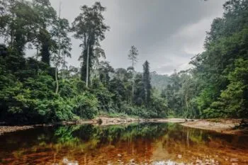 Taman Negara in Malaysia