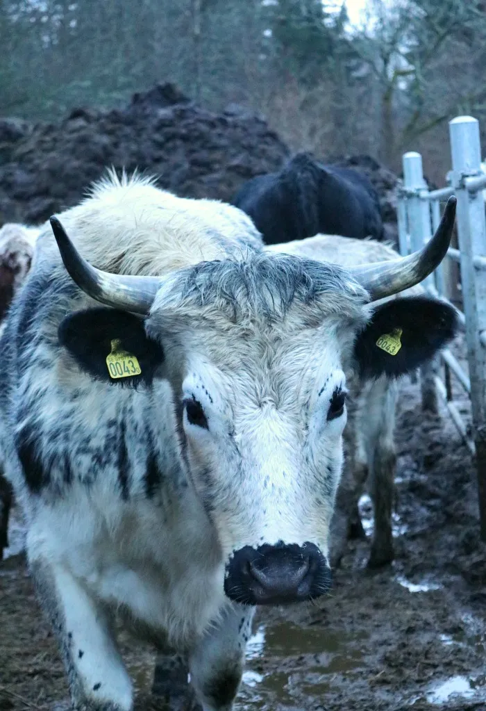 Tiere auf dem Bauernhof im Winter