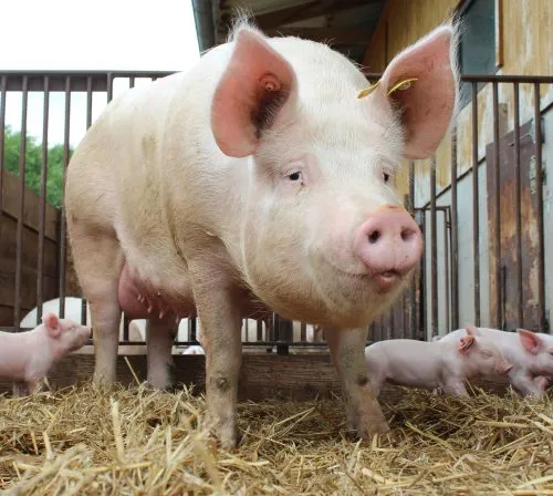 Tierhaltungskennzeichnung: Meldeportal in NRW für Schweinemäster freigeschaltet
