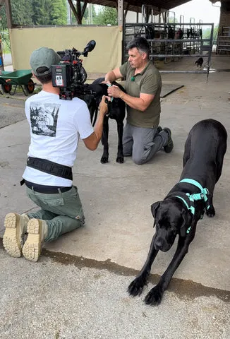 Tierphysiotherapeut Linus Döbeli bei der sorgfältigen Behandlung des großen Hundes Ringo, ein Beispiel für ganzheitliche Fürsorge im Kontext von 'Martin Rütter große Hunde'.