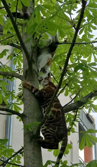 Timur auf seiner neuen Aussichtsplattform.