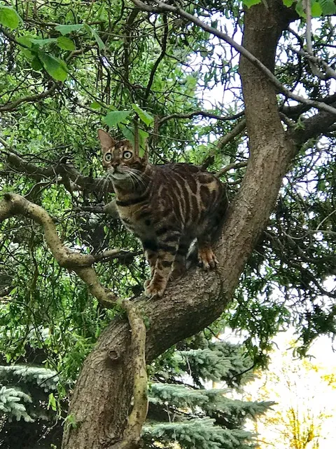 Timur, der kleine Kletterkünstler.