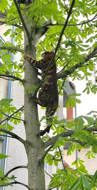 Timur genießt die Aussicht von seinem Baum.