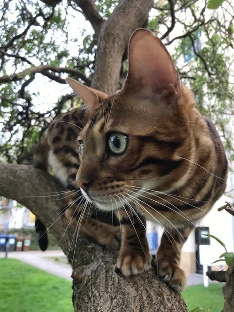 Timur genießt sein neues Klettergebiet im Katzenhaus.