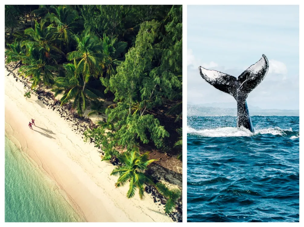 Traumstrand von Punta Cana und majestätische Buckelwale in der Bucht von Samaná