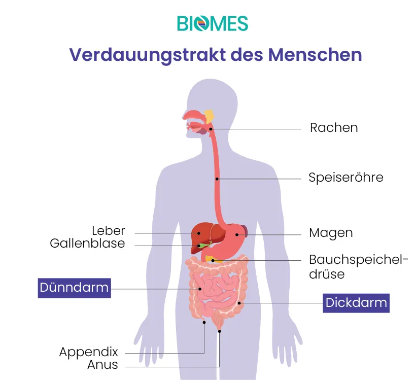 Übersicht: Welche Organe gehören zum Verdauungstrakt des Menschen