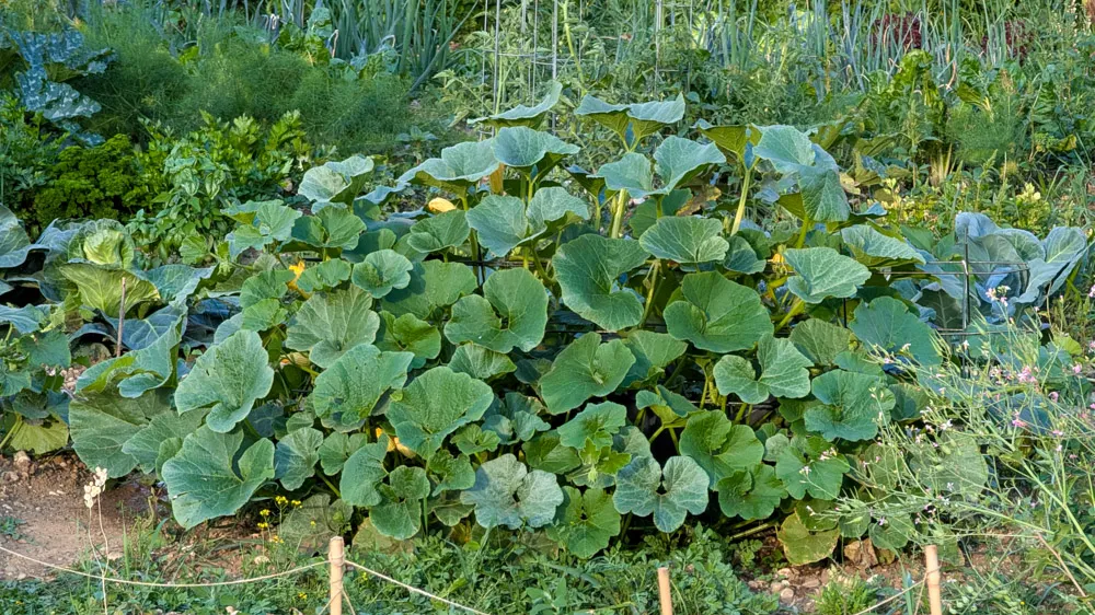 Üppiges Kürbisfeld mit geernteten Hokkaido-Kürbissen, bereit für die Zubereitung japanischer Gerichte.