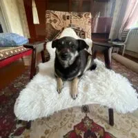 Utah, eine Notfall Chihuahua Hündin, die sich mit Katzen versteht und ein Zuhause sucht