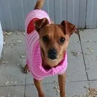 Varban, ein kleiner, lieber Notfall Chihuahua Rüde, der ein neues Zuhause sucht