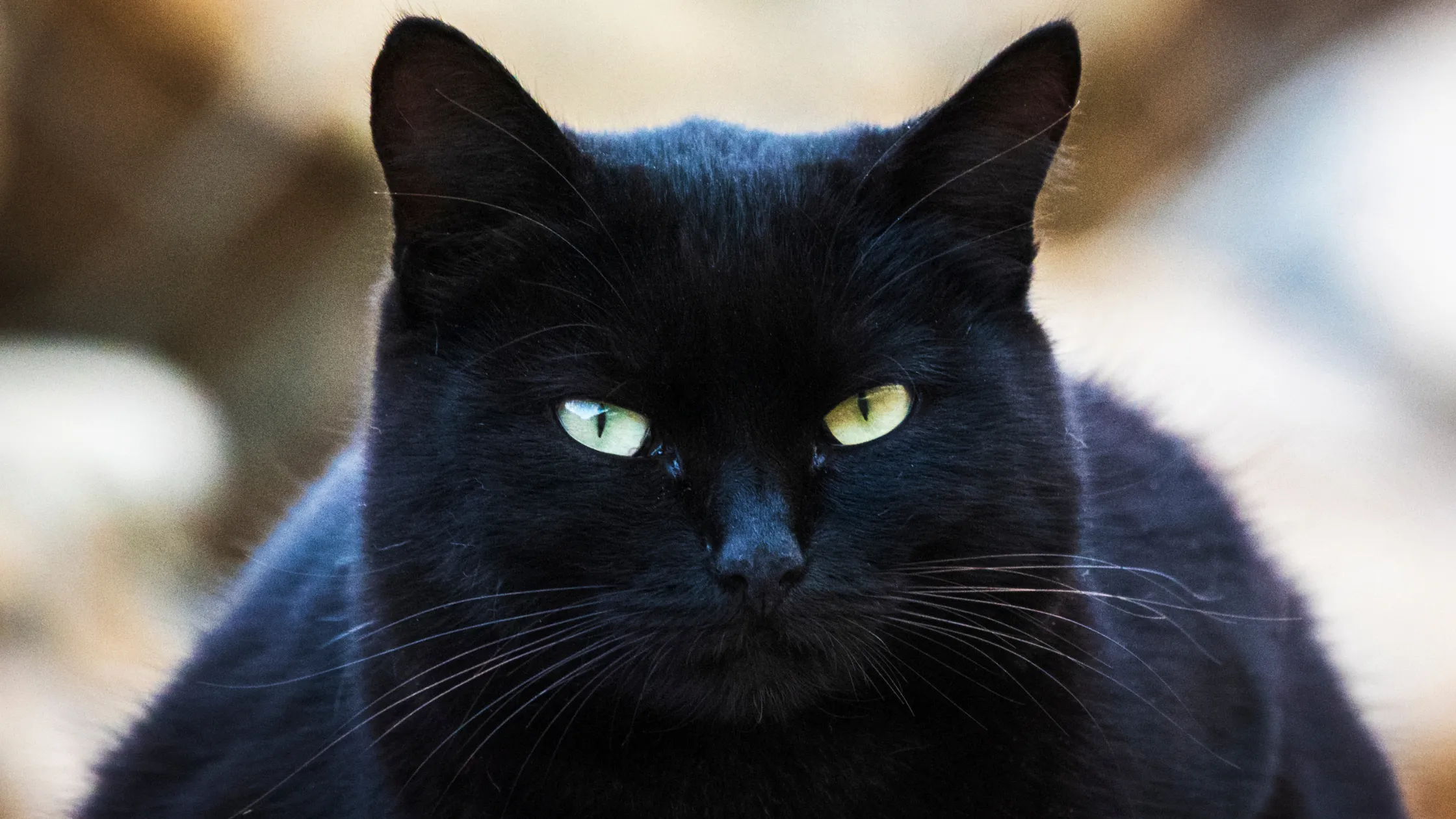 Veränderungen im Katzenhaar über die Zeit