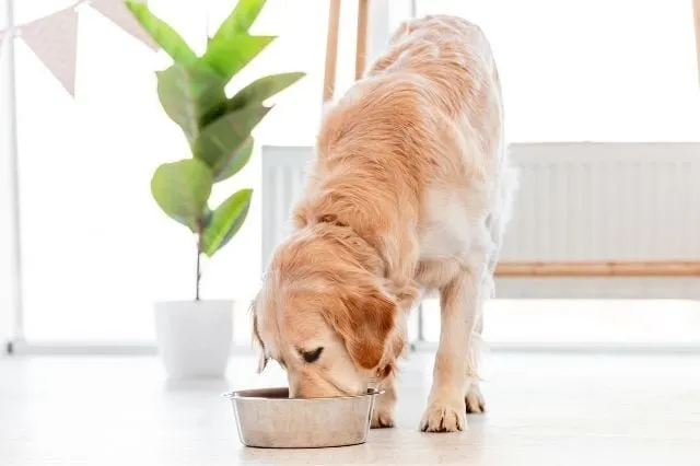 Verpackung Romeo Hundefutter: Transparenz der Deklaration