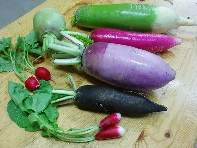 Verschiedene Daikon-Sorten in schönen Farben