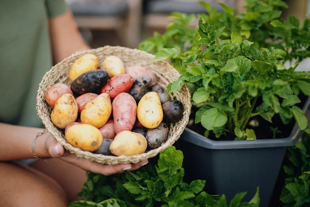 Verschiedene Kartoffelsorten