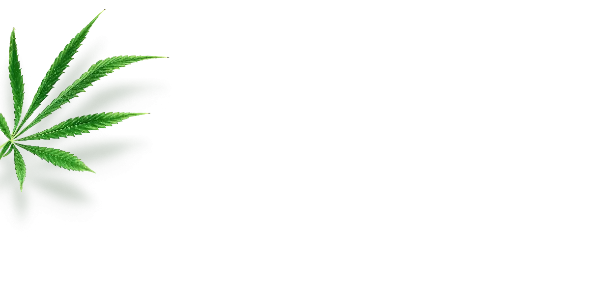 Verschiedene pflanzliche Mittel in Flaschen