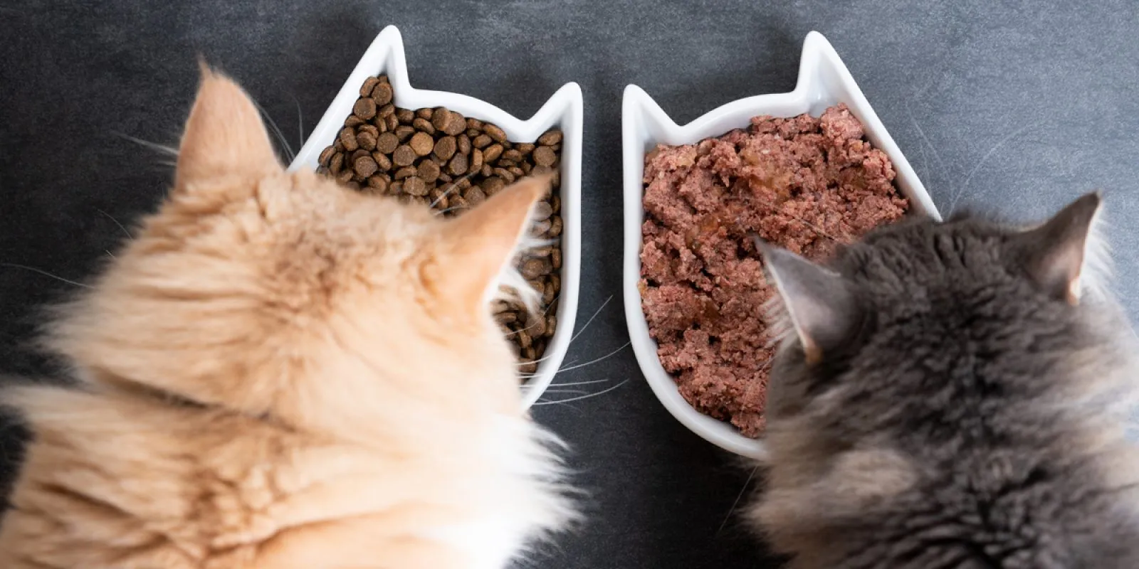 Verschiedene Sorten von Trockenfutter und Nassfutter für Katzen auf einem Tisch.