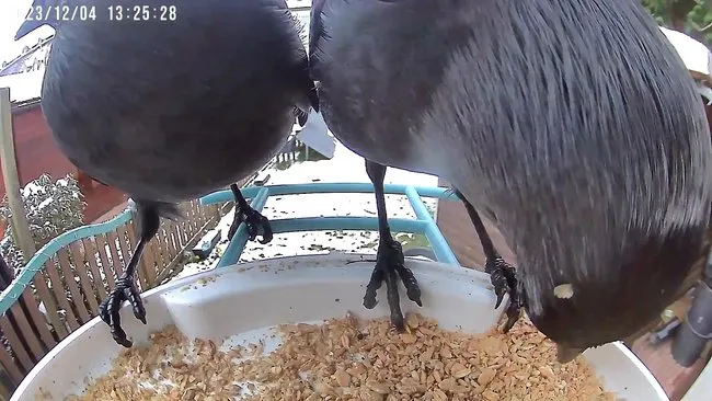 Verschiedene Vogelarten, darunter auch Tauben, versammeln sich an einer Futterstation im Garten, was ihre natürliche Ernährung und Geselligkeit unterstreicht.