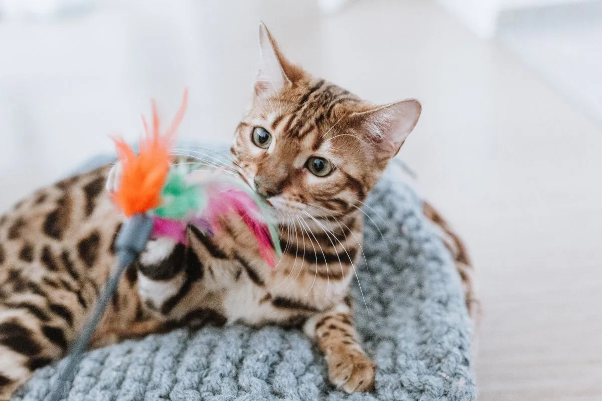 Verspielte Bengalkatze in einem gemütlichen Korb, konzentriert auf ihr Spielzeug, das intellektuelle Herausforderung bietet