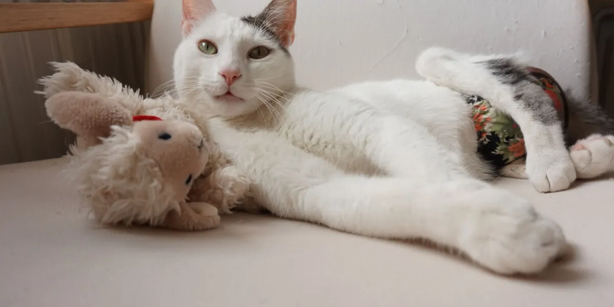 Verspielte Katze mit Windel und Spielzeug, die sich an die neue Situation gewöhnt