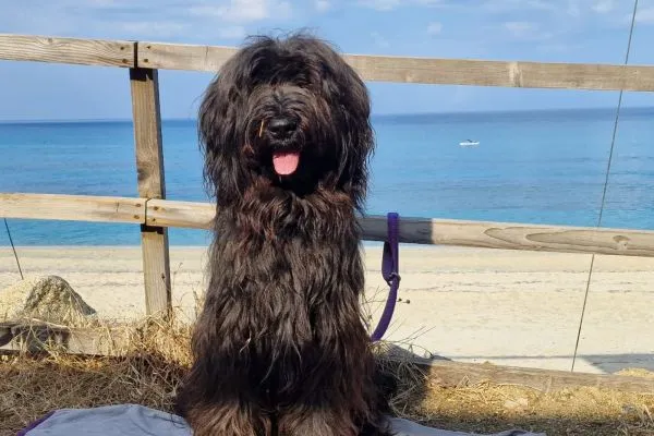 Verspielter Briard Welpe Ylvie beobachtet aufmerksam vom Sofa