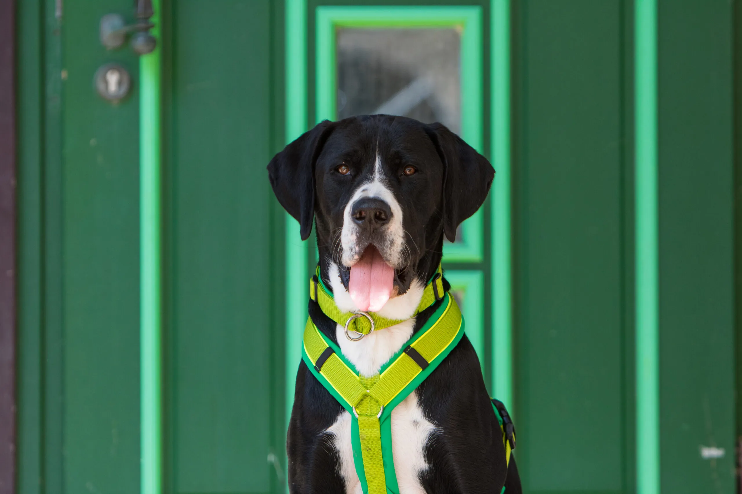 Vielfältige Hundegeschirre von BUMER aus Softshell, Oxford und Mesh