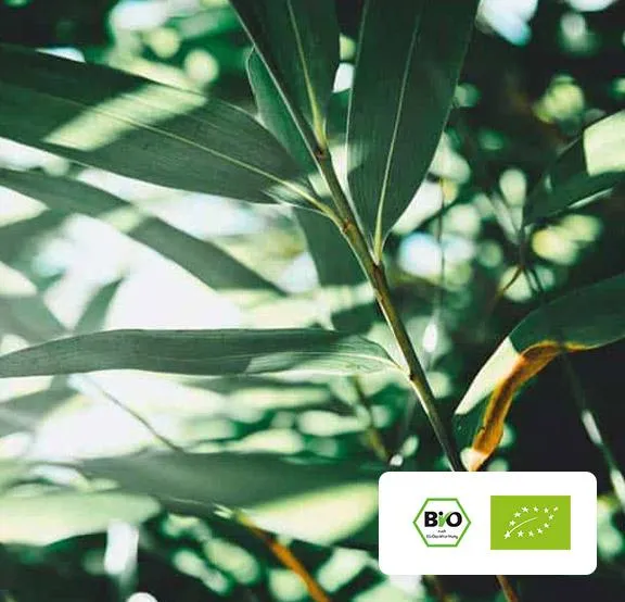 Vielfältige pflanzliche Zutaten auf einem Holztisch