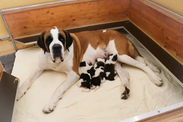 Vier Bernhardiner Welpen liegen eng beieinander auf einer Decke