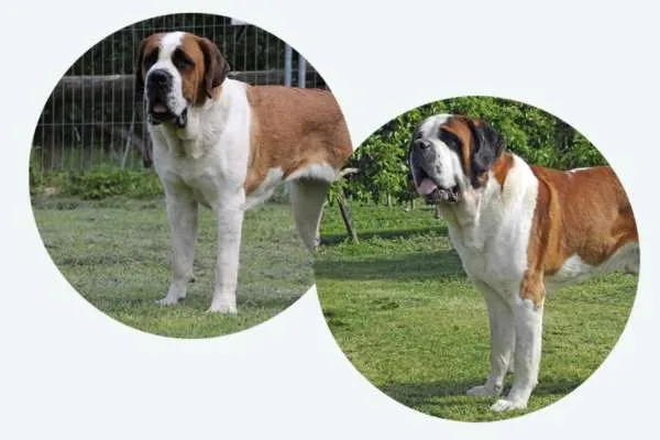 Vier Bernhardiner Welpen schlafen friedlich