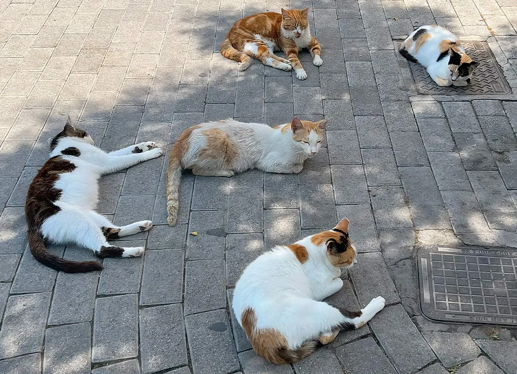 Vier entspannte Katzen ruhen im Schatten auf einem warmen Steinboden in einer mediterranen Stadt.