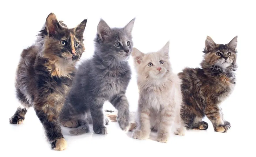 Vier verschiedene Katzenrassen, darunter eine Siamkatze und eine Maine Coon, demonstrieren die Eleganz und Vielfalt der Katzenwelt.