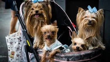 Vier Yorkshire Terrier sitzen in einem Kinderwagen, ein Sinnbild der erfolgreichen Anpassung des Hundes an den Menschen und seiner Rolle als Haustier.