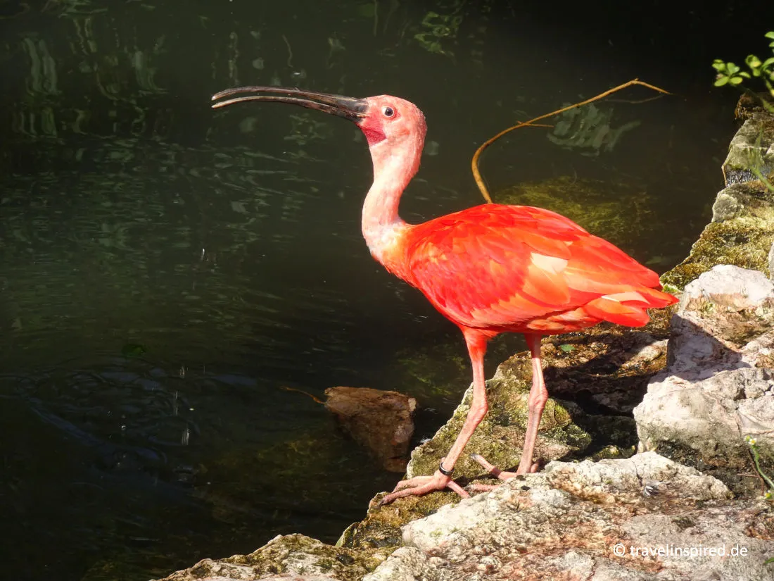 Vogelpark Walsrode Ibis, Ausflugstipp Niedersachsen Vögel beobachten
